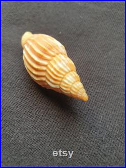 Coquillage Volutidae Lyria naturel Volute de Tulear coquillage marin de décoration, spécimen de collection (5,5 cm 8 gr) MADAGASCAR
