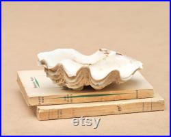 Coquillage ancien petit bénitier ou Tridacne, années 70 bohème chic, folk, nature, naturel, boho, porte savon, salle de bain
