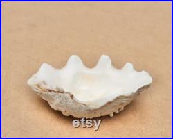 Coquillage ancien petit bénitier ou Tridacne, années 70 bohème chic, folk, nature, naturel, boho, porte savon, salle de bain