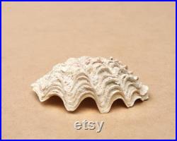 Coquillage ancien petit bénitier ou Tridacne, années 70 bohème chic, folk, nature, naturel, boho, porte savon, salle de bain