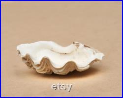 Coquillage ancien petit bénitier ou Tridacne, années 70 bohème chic, folk, nature, naturel, boho, porte savon, salle de bain