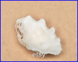 Coquillage ancien petit bénitier ou Tridacne, années 70 bohème chic, folk, nature, naturel, boho, porte savon, salle de bain