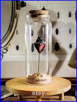 Coquillage fossilisé en verre dans son bocal d'apothicaire pour cabinet de curiosités, décoration d'intérieur collection d'antiquités