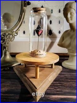 Coquillage fossilisé en verre dans son bocal d'apothicaire pour cabinet de curiosités, décoration d'intérieur collection d'antiquités