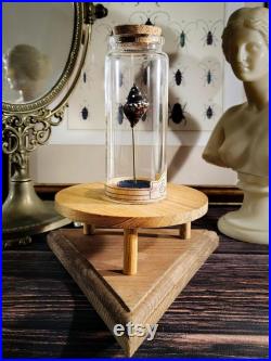 Coquillage fossilisé en verre dans son bocal d'apothicaire pour cabinet de curiosités, décoration d'intérieur collection d'antiquités