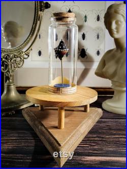 Coquillage fossilisé en verre dans son bocal d'apothicaire pour cabinet de curiosités, décoration d'intérieur collection d'antiquités