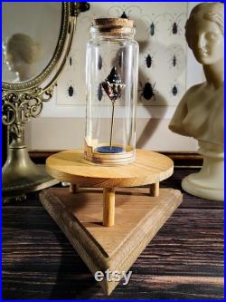 Coquillage fossilisé en verre dans son bocal d'apothicaire pour cabinet de curiosités, décoration d'intérieur collection d'antiquités