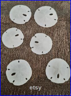 Coquillage lot de 10 mini dollars des sables