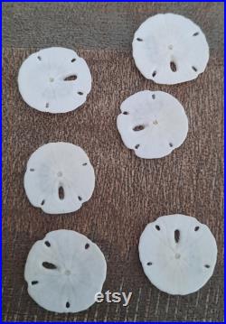 Coquillage lot de 10 mini dollars des sables