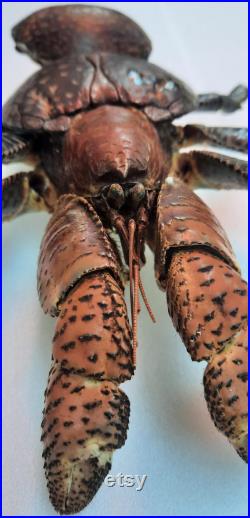 Coquillage , taxidermie crabe de cocotier BIRGUS LATRO naturalisé