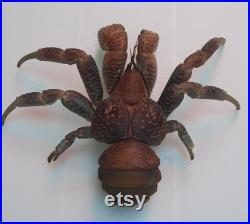 Coquillage , taxidermie crabe de cocotier BIRGUS LATRO naturalisé