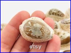 Coquillages gravés, cabinet de curiosité, cauris, porcelaine, petit coquillage artisanat, idée cadeau, dauphin, lion, hippocampe, poisson Coquillages gravés, cabinet de curiosité, cauris, porcelaine, petit coquillage artisanat, idée cadeau, dauphin, lion, hippocampe, poisson