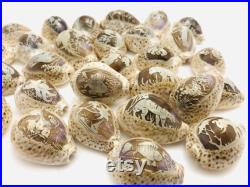 Coquillages gravés, cabinet de curiosité, cauris, porcelaine, petit coquillage artisanat, idée cadeau, dauphin, lion, hippocampe, poisson Coquillages gravés, cabinet de curiosité, cauris, porcelaine, petit coquillage artisanat, idée cadeau, dauphin, lion, hippocampe, poisson