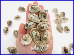 Coquillages gravés, cabinet de curiosité, cauris, porcelaine, petit coquillage artisanat, idée cadeau, dauphin, lion, hippocampe, poisson Coquillages gravés, cabinet de curiosité, cauris, porcelaine, petit coquillage artisanat, idée cadeau, dauphin, lion, hippocampe, poisson
