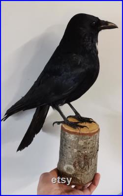 Corbeau noir empaillé taxidermie corbeau noir Corvus corone taxidermie