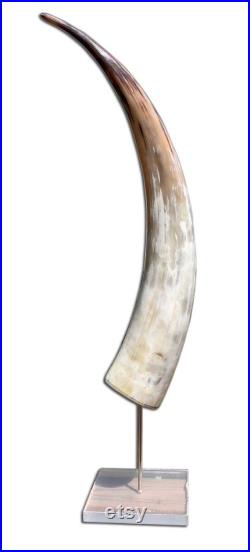 Corne de vache, corne de vache Watusi polie sur support métallique et acrylique, corne de bétail africaine Taille env. 35 (droite mesurée) La base est d environ 6