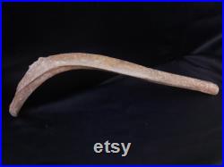 Côte fossilisée Fossilized rib