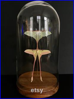 Couple Papillons Lune Actias Dubernardi de Chine sous globe Contemporain-Cabinet Curiosités-Cloche verre You and Me Entomologie