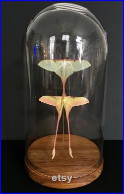 Couple Papillons Lune Actias Dubernardi de Chine sous globe Contemporain-Cabinet Curiosités-Cloche verre You and Me Entomologie