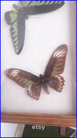 Couple de papillon Trogonoptera brookiana sous cadre vintage