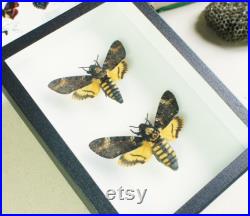 Couple de papillon sphinx tête de mort naturalisé Acherontia atropos (insecte, entomologie, taxidermie)