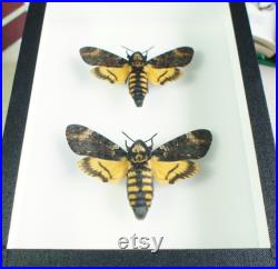 Couple de papillon sphinx tête de mort naturalisé Acherontia atropos (insecte, entomologie, taxidermie)