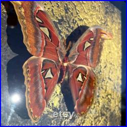 Couple de véritables papillons Attacus atlas encadré