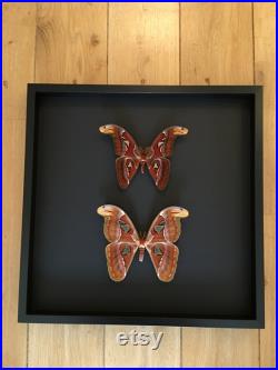Couple géant Mâle Femelle papillon Attacus Atlas appelé aussi Papillon Cobra sous magnifique grand cadre en bois laqué noir avec fond noir