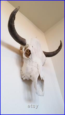 Cowskull France Réel Crâne de gouverne Décor du Sud-Ouest