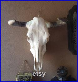 Cowskull France Réel Crâne de gouverne Décor du Sud-Ouest