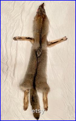 Coyote argenté avec des pieds sur