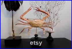 Crabe Podophthalmus vigil cabinet de curiosité