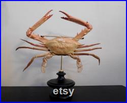 Crabe Podophthalmus vigil cabinet de curiosité