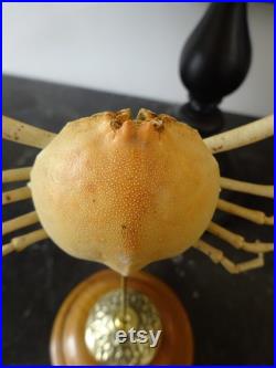 Crabe Randallia eburnea sur socle bois tourné XIXème. Cabinet curiosités