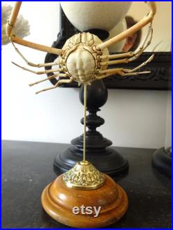 Crabe Randallia eburnea sur socle bois tourné XIXème. Cabinet curiosités