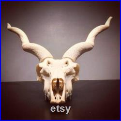 Crâne Antilope indienne oddities cabinet de curiosité taxidermie