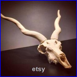 Crâne Antilope indienne oddities cabinet de curiosité taxidermie