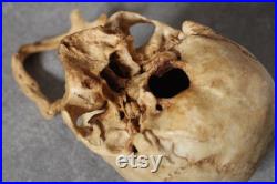 Crâne Humain Réplique ultra réaliste Anatomie Curiosité