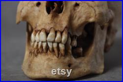 Crâne Humain Réplique ultra réaliste Anatomie Curiosité