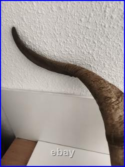 Crâne ancien avec très grandes cornes spirales taxidermie déco naturelle