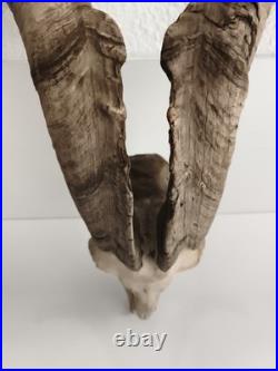 Crâne ancien avec très grandes cornes spirales taxidermie déco naturelle