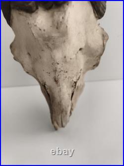Crâne ancien avec très grandes cornes spirales taxidermie déco naturelle