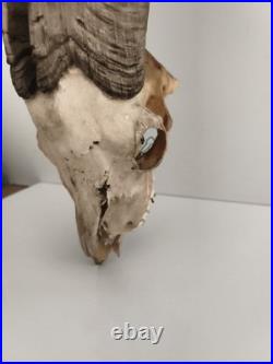 Crâne ancien avec très grandes cornes spirales taxidermie déco naturelle