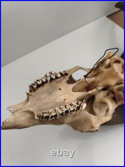 Crâne ancien avec très grandes cornes spirales taxidermie déco naturelle