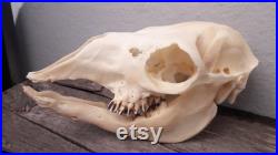 Crâne d' Alpaca avec énorme abcès dentaire crâne pathologique