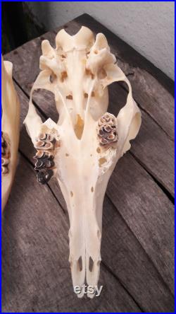 Crâne d' Alpaca avec énorme abcès dentaire crâne pathologique