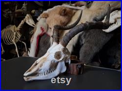 Crâne d' Impala avec mâchoire ( Aepyceros melampus ) Crâne d' Impala avec mâchoire ( Aepyceros melampus )