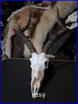 Crâne d' Impala avec mâchoire ( Aepyceros melampus ) Crâne d' Impala avec mâchoire ( Aepyceros melampus )