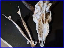Crâne d' Impala avec mâchoire ( Aepyceros melampus ) Crâne d' Impala avec mâchoire ( Aepyceros melampus )