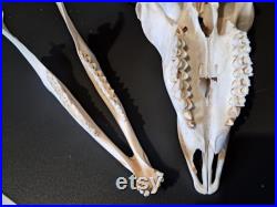 Crâne d' Impala avec mâchoire ( Aepyceros melampus ) Crâne d' Impala avec mâchoire ( Aepyceros melampus )